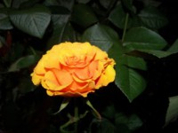 /album/foto-tsvetochnyj-mir/roza-gold-sfinks-jpg/